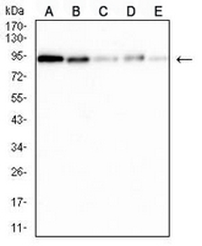 XRCC1 Mouse Monoclonal Antibody