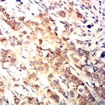 XRCC1 Mouse Monoclonal Antibody