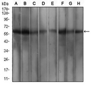WTAP Mouse Monoclonal Antibody