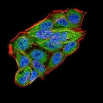 WTAP Mouse Monoclonal Antibody