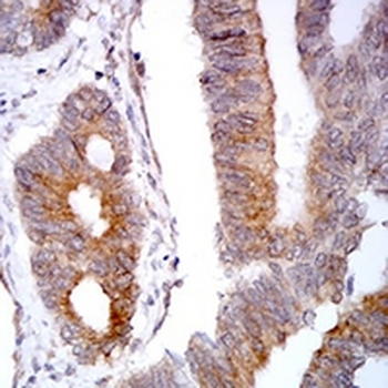Selenoprotein S Mouse Monoclonal Antibody