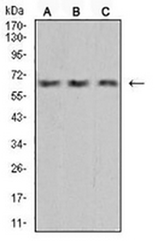 VEGFA Mouse Monoclonal Antibody