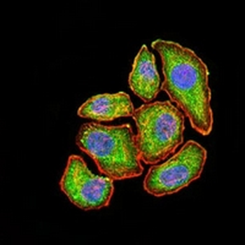 VEGFA Mouse Monoclonal Antibody