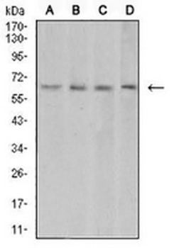 VEGFA Mouse Monoclonal Antibody