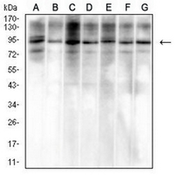 VCP Mouse Monoclonal Antibody