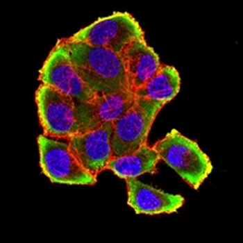 VCP Mouse Monoclonal Antibody
