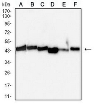 VASP Mouse Monoclonal Antibody
