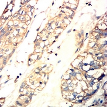 VASP Mouse Monoclonal Antibody