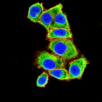 VASP Mouse Monoclonal Antibody