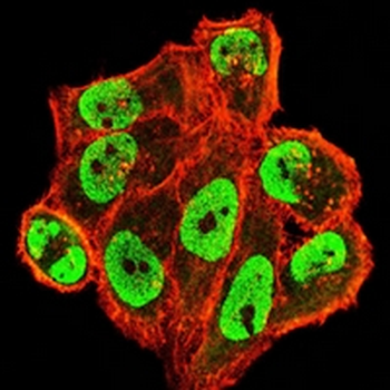 USP7 Mouse Monoclonal Antibody