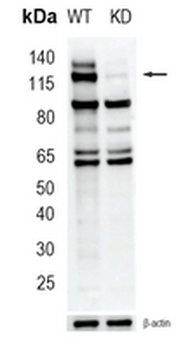 USP7 Mouse Monoclonal Antibody