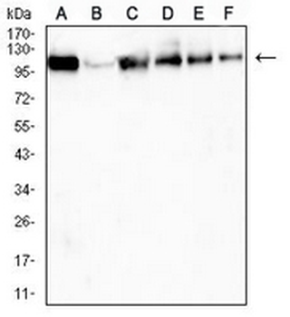 USP11 Mouse Monoclonal Antibody