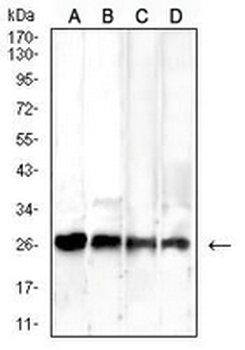 RISP Mouse Monoclonal Antibody