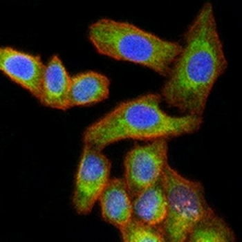 RISP Mouse Monoclonal Antibody