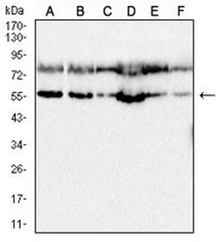 ULK3 Mouse Monoclonal Antibody