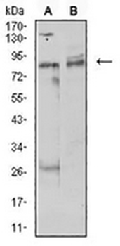 UHRF1 Mouse Monoclonal Antibody