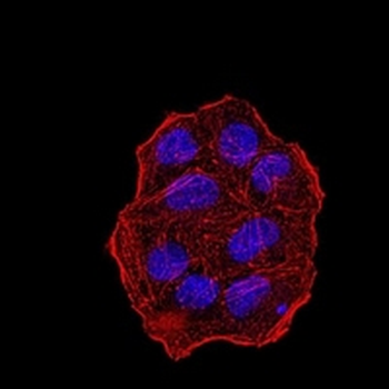 UHRF1 Mouse Monoclonal Antibody