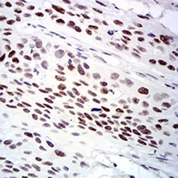 UFD1L Mouse Monoclonal Antibody
