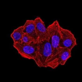 UFD1L Mouse Monoclonal Antibody