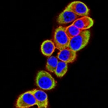PGP9.5 Mouse Monoclonal Antibody