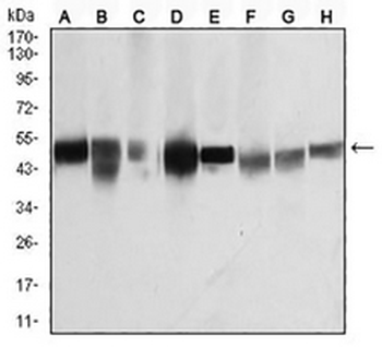 Beta-tubulin Mouse Monoclonal Antibody