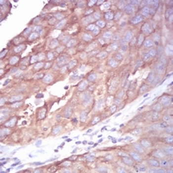 Beta-tubulin Mouse Monoclonal Antibody