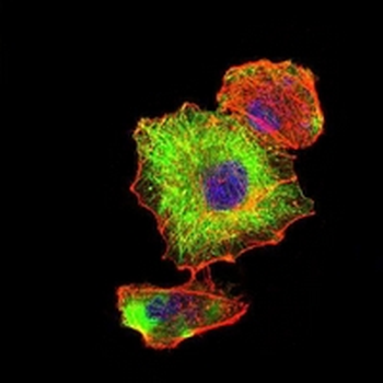 Beta-tubulin Mouse Monoclonal Antibody