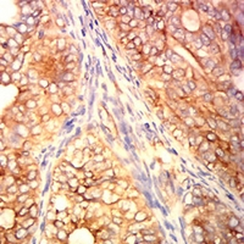 Alpha-tubulin 4a Mouse Monoclonal Antibody