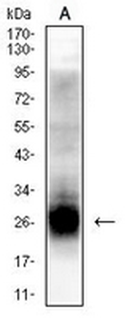 Tetraspanin 8 Mouse Monoclonal Antibody