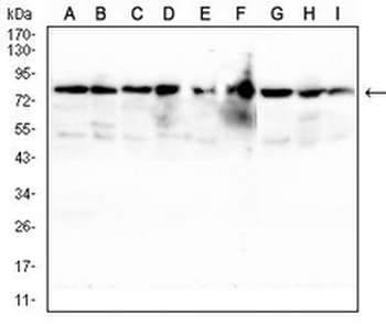TSPAN16 Mouse Monoclonal Antibody