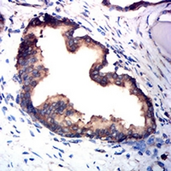 TSPAN16 Mouse Monoclonal Antibody