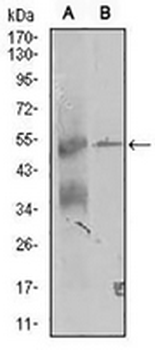 TRIP6 Mouse Monoclonal Antibody