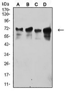 TRIM29 Mouse Monoclonal Antibody