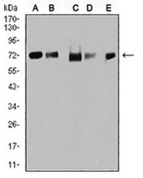 TRIM25 Mouse Monoclonal Antibody