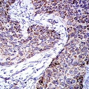TRIM25 Mouse Monoclonal Antibody