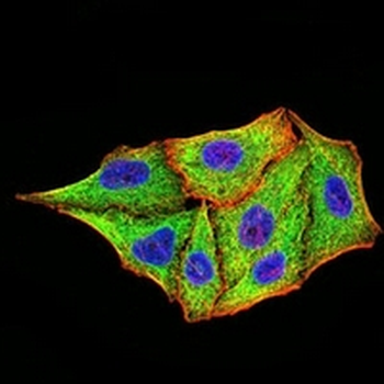 TRIM25 Mouse Monoclonal Antibody