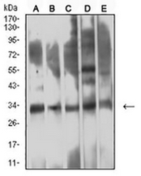 CD354 Mouse Monoclonal Antibody