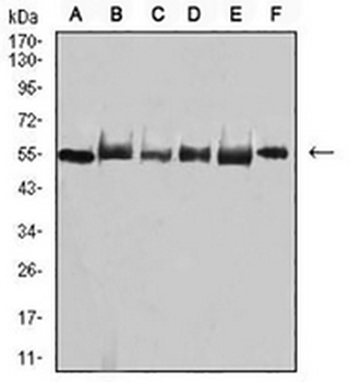 TRAF2 Mouse Monoclonal Antibody