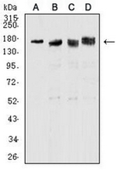 Topoisomerase 2 alpha Mouse Monoclonal Antibody
