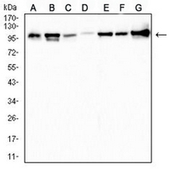 Topoisomerase 1 Mouse Monoclonal Antibody
