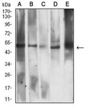 CD258 Mouse Monoclonal Antibody