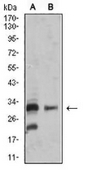 CD257 Mouse Monoclonal Antibody