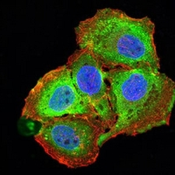 CD257 Mouse Monoclonal Antibody