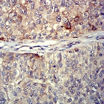 CD254 Mouse Monoclonal Antibody