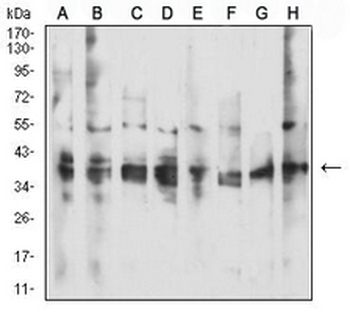 CD137 Mouse Monoclonal Antibody
