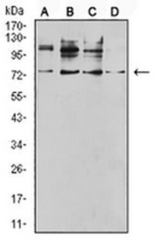 CD120b Mouse Monoclonal Antibody