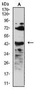 CD268 Mouse Monoclonal Antibody