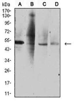 CD264 Mouse Monoclonal Antibody