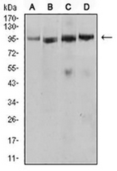 CD282 Mouse Monoclonal Antibody