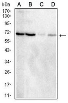 TIM4 Mouse Monoclonal Antibody